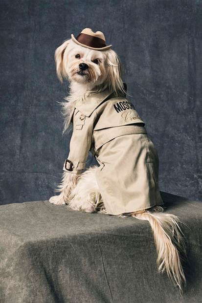 Best Gifts for Your Four-Legged Friends — Holiday Gift Guide 2021 Pets Fashion Versace