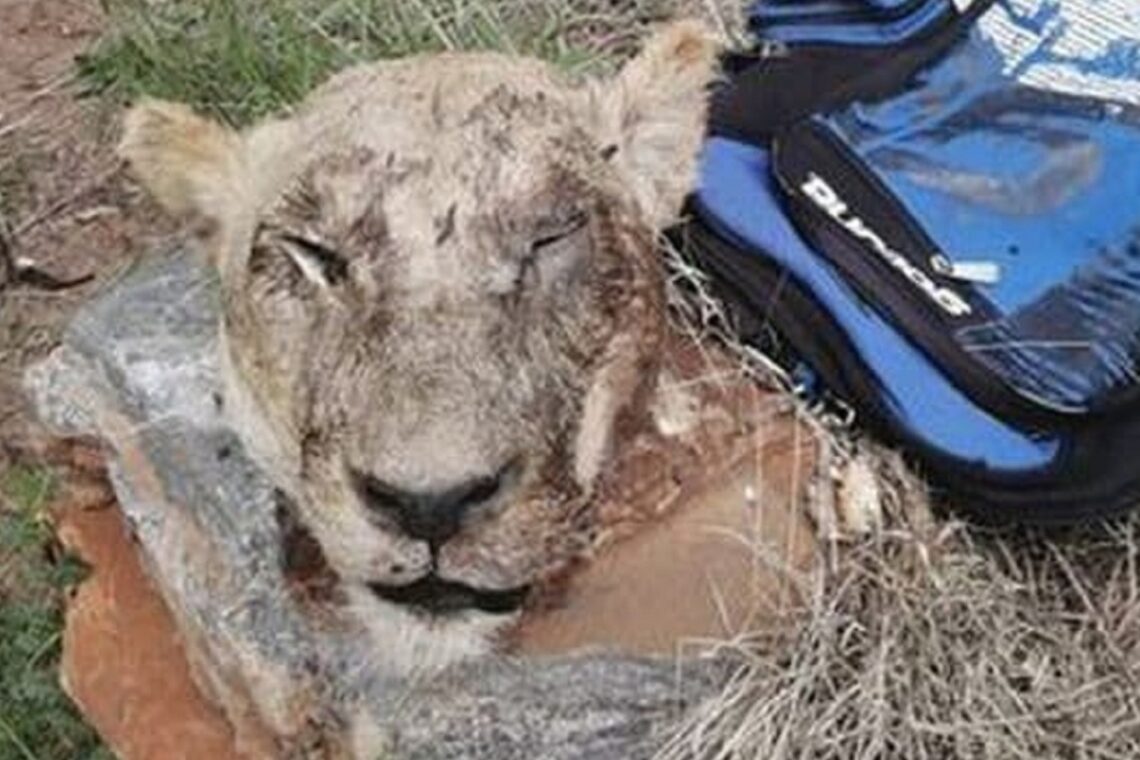 Gruesome moment two stunned cops find severed LION’S HEAD in couple’s backpack… and the reason is chilling Gruesome moment two stunned cops find severed LION’S HEAD in couple’s backpack… and the reason is chilling