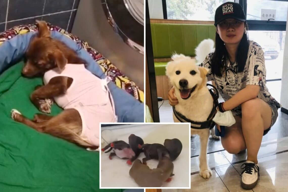 Heartbreaking fate of eight puppies rescued from China’s slaughterhouses