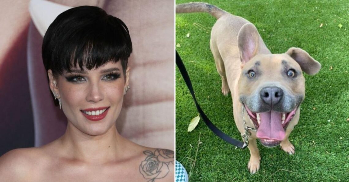 Halsey Loses Beloved Dog Jagger To Rare Condition, Mourns Loss In Touching Tribute