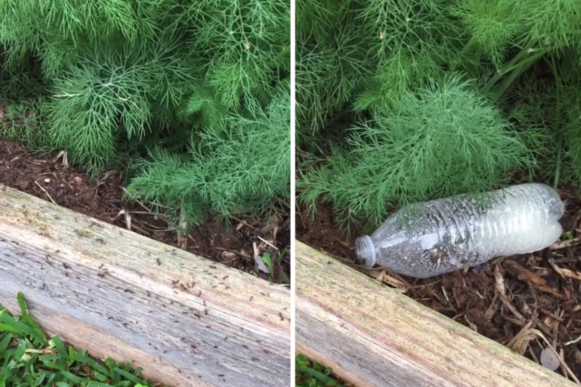 I’m a gardening enthusiast… there’s a £2 trick for getting rid of ants and it’s totally safe