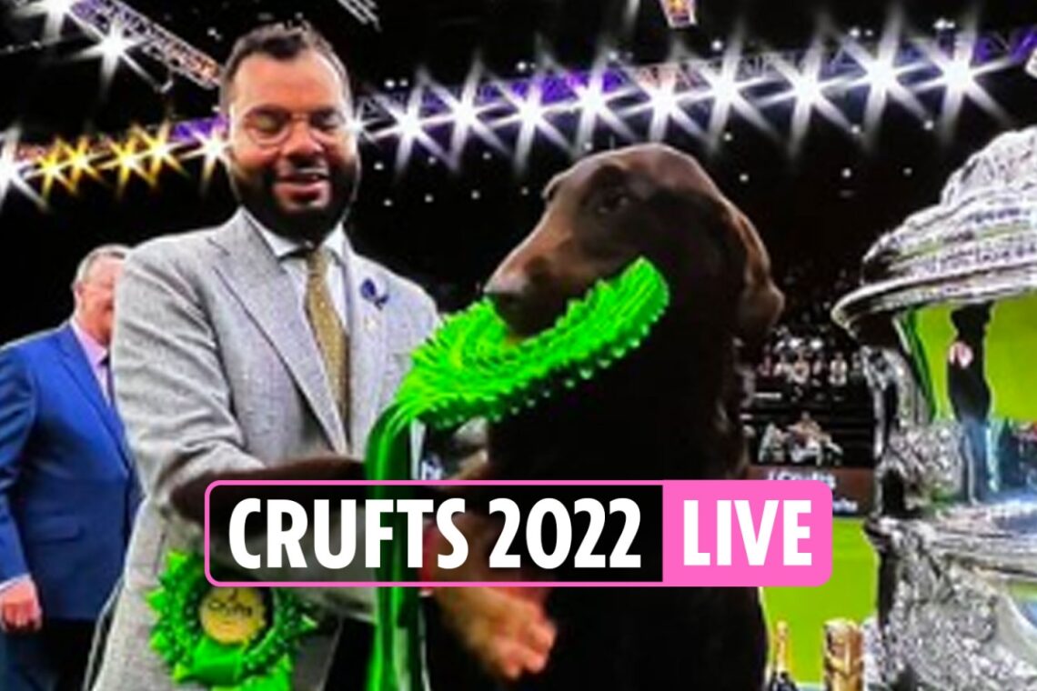 Crufts 2022 results LIVE: Baxer the retriever crowned Best in Show winner on day 4