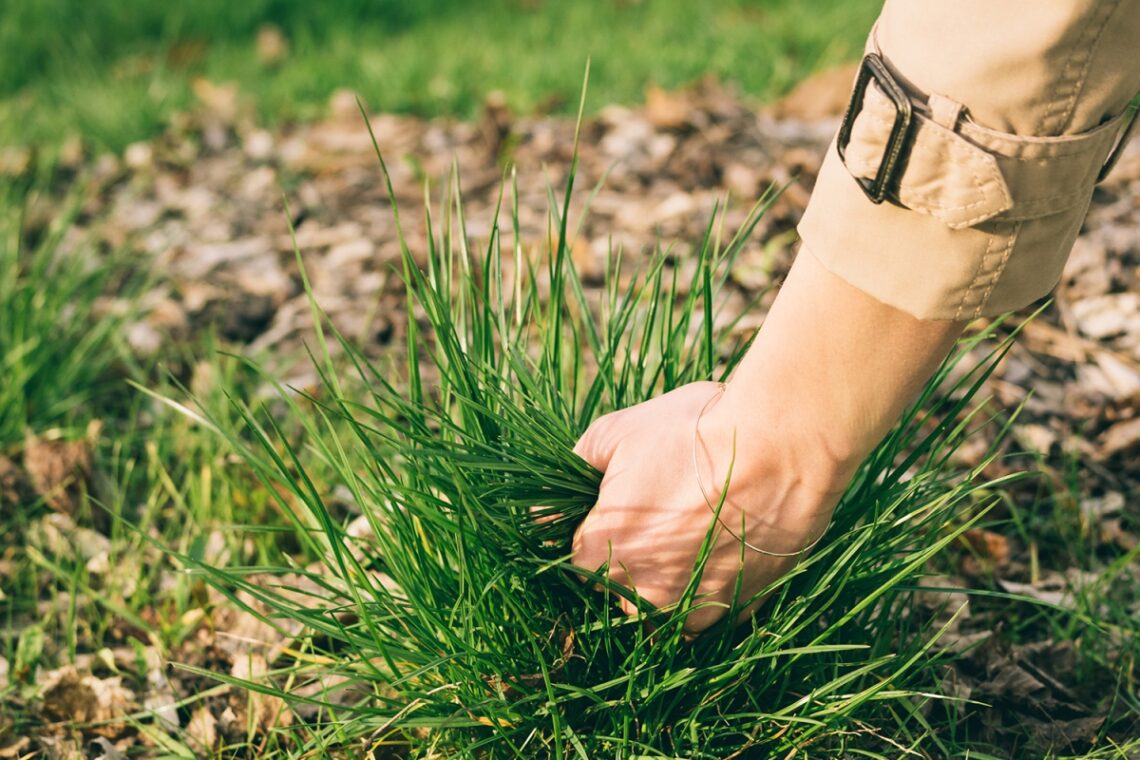 how to effectively get rid of pesky weeds using cheap items in your kitchen cupboard