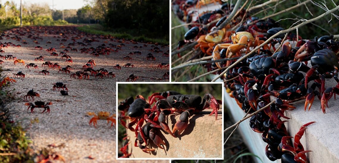Horror as millions-strong plague of ZOMBIE CRABS migrates in ‘unprecedented’ swarms after population boom