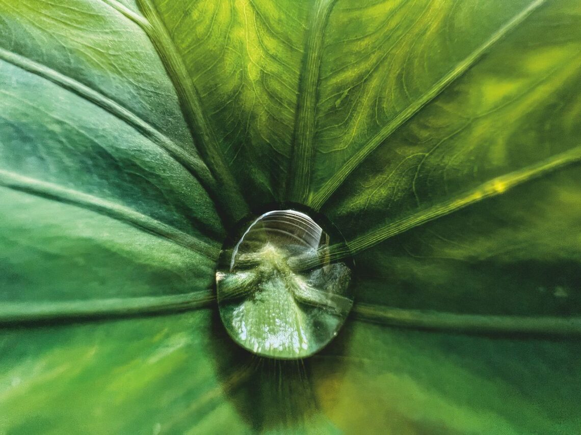 Apple Shares Winning Photos Shot on iPhone Macro Challenge