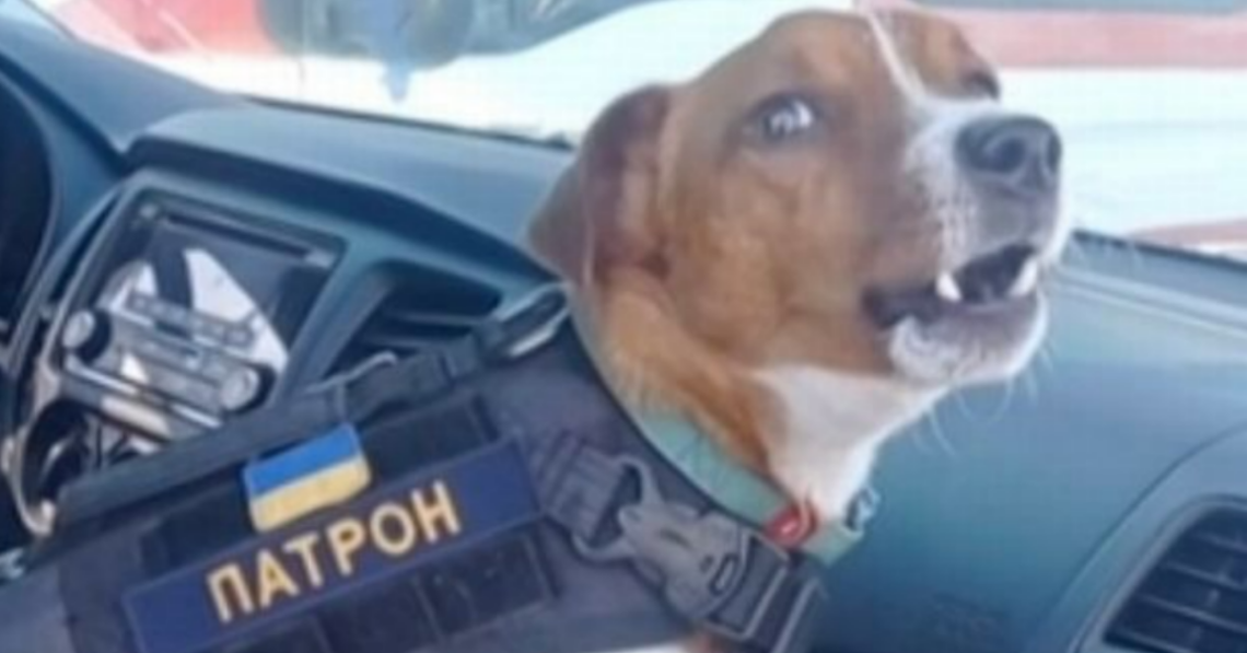 Ukrainian Minesweeping Dog ‘Bullet’ Helps Soldiers Clear Out Hundreds Of Explosives Left Behind By The Russian Army In Chernihiv