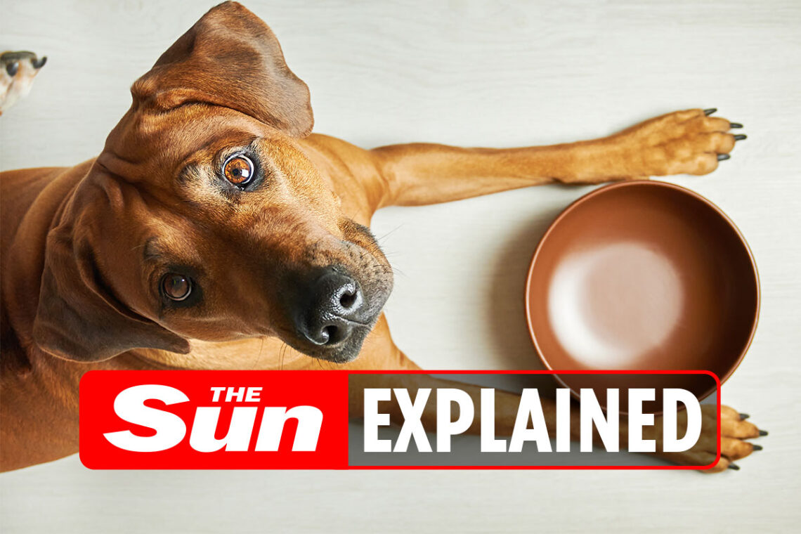 Why is chocolate bad for dogs?