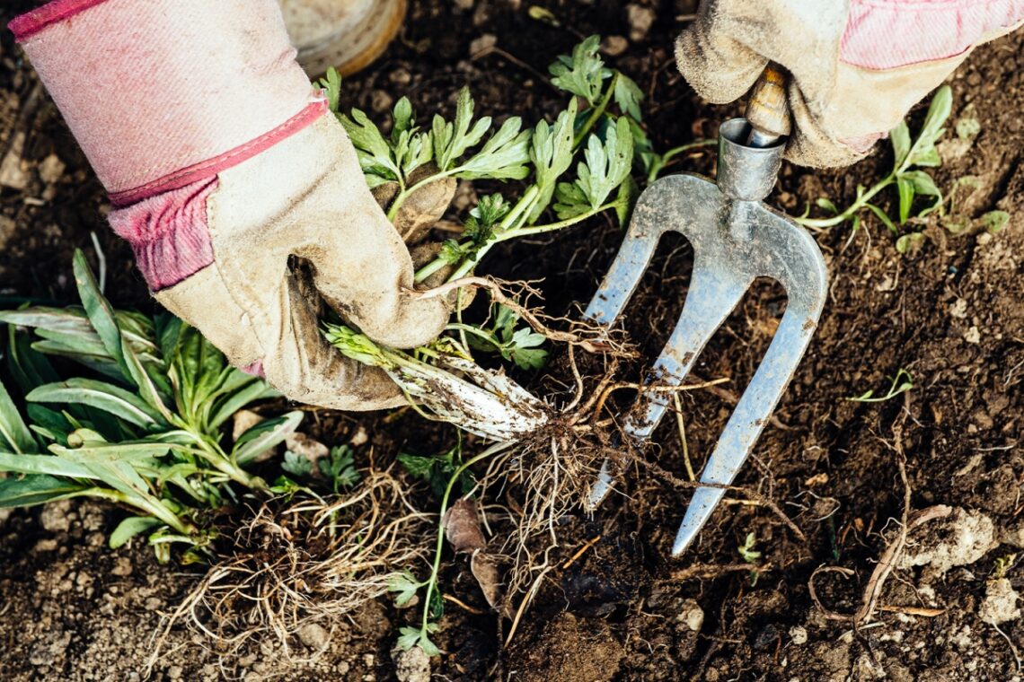 easy hack will stop weeds from springing up again next year