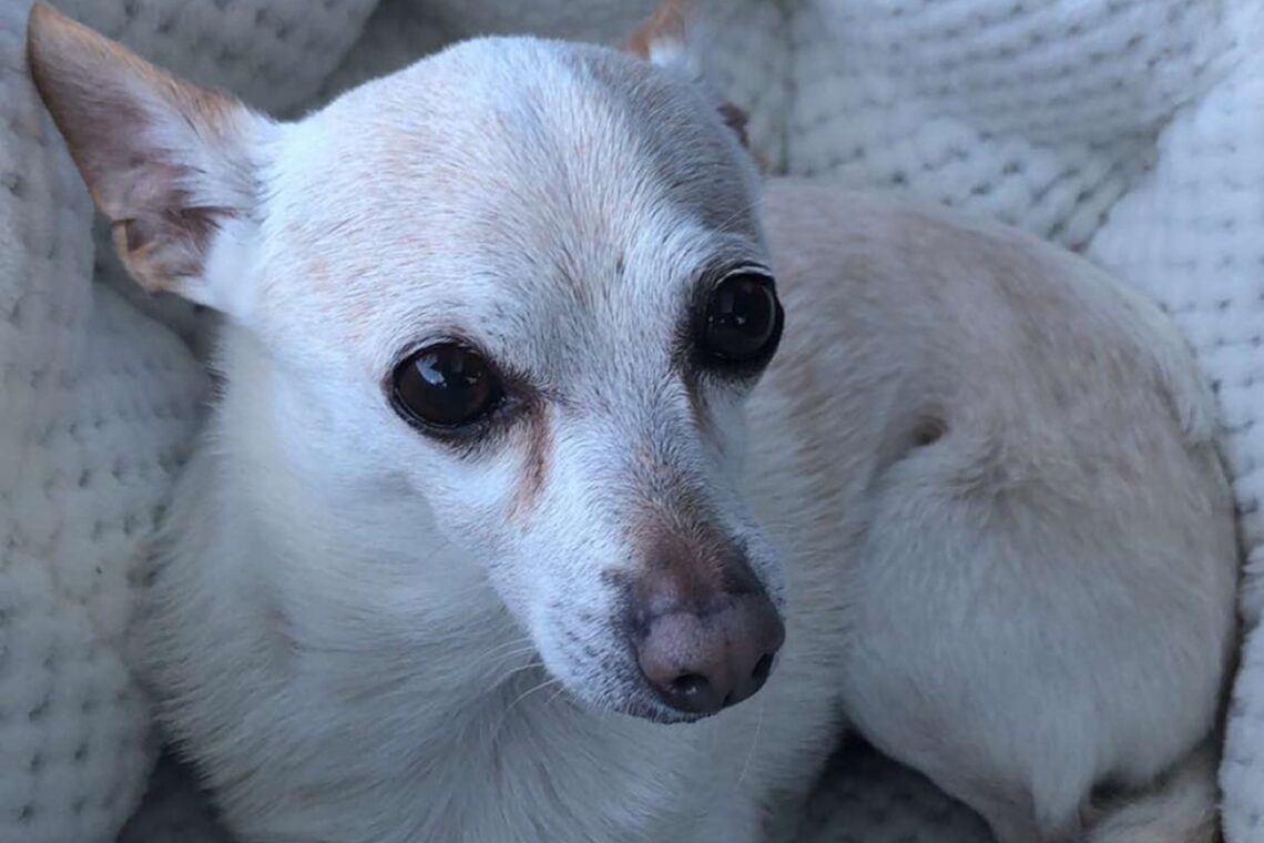 Florida Chihuahua, 21, is declared world’s oldest dog by Guinness World Records