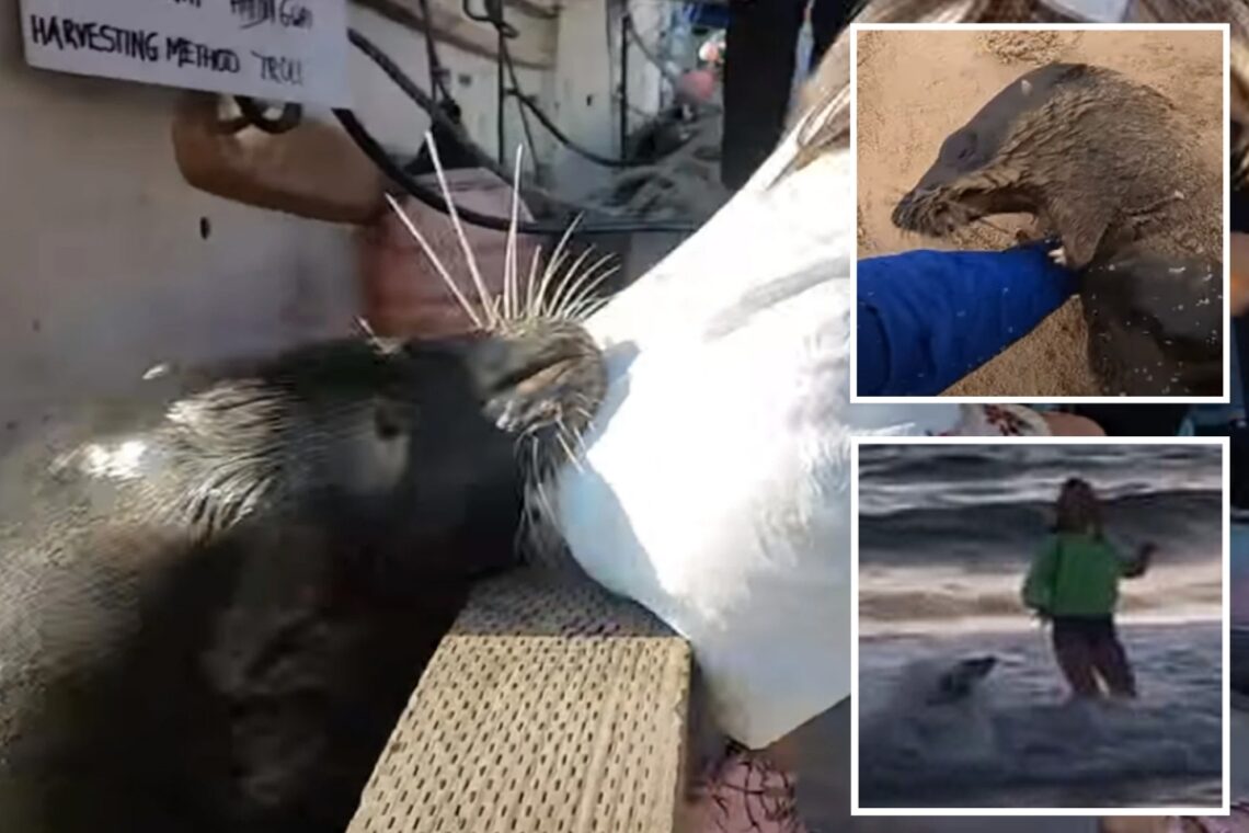 World’s worst sea lion attacks as beasts maul kids, bite diver’s heads and savage women swimming in sea