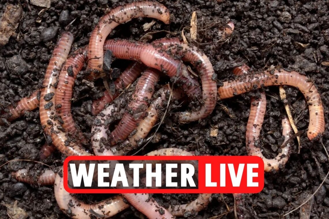 Invasion of EARTH WORMS after heavy rain as cold snap could bring -3C temperatures