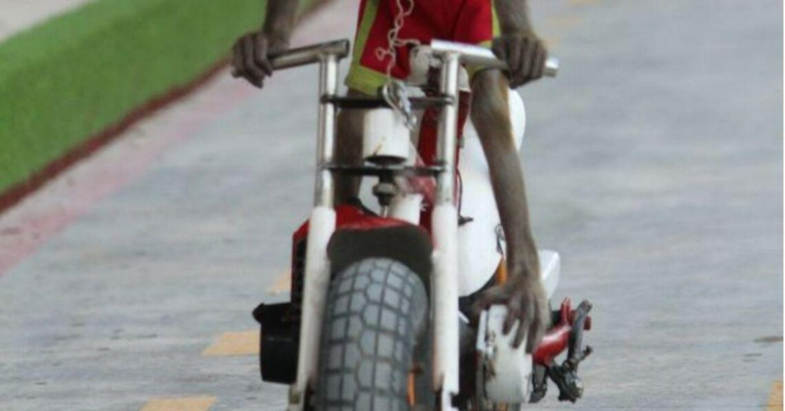 PHOTOS: Horrific Pics Of Monkeys On Motorbikes And Dogs Expose Vietnamese ‘Torture Island’ Circus