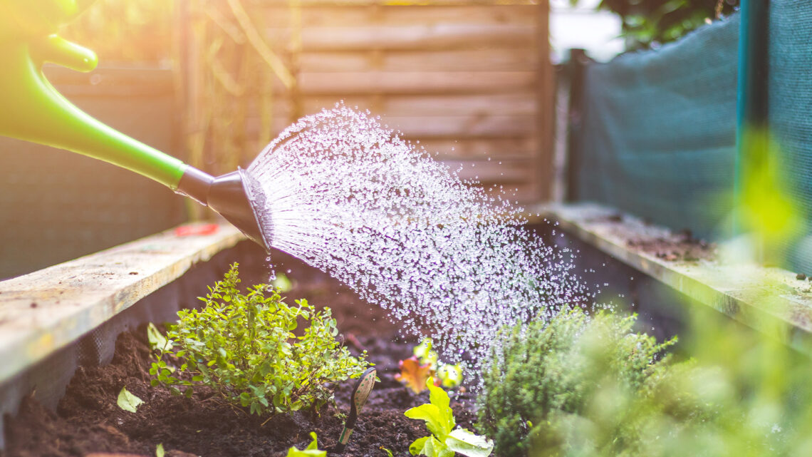 the cheap household item you need to keep your plants watered while you’re on vacation