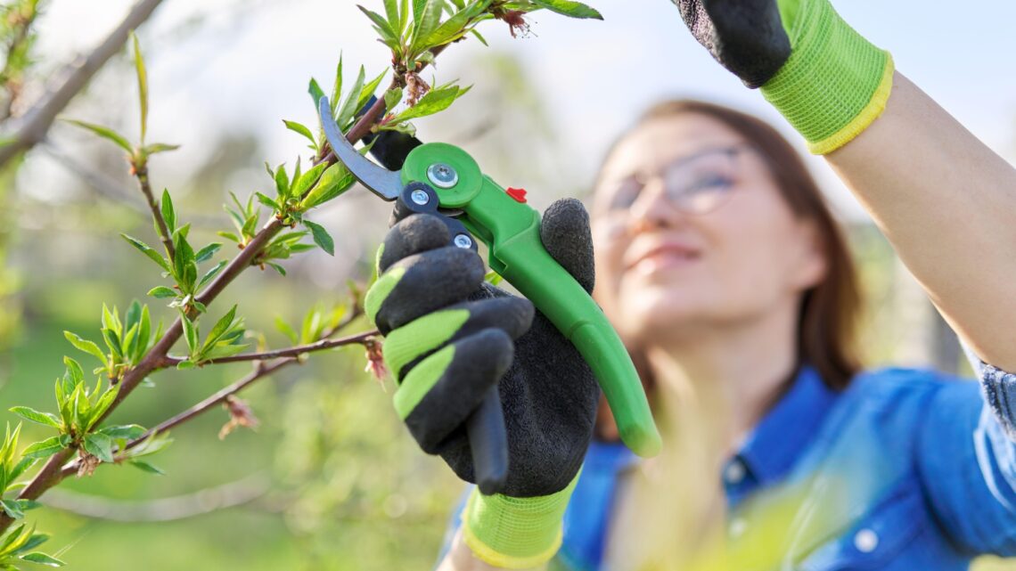 Four common gardening mistakes that could see homeowners break the LAW