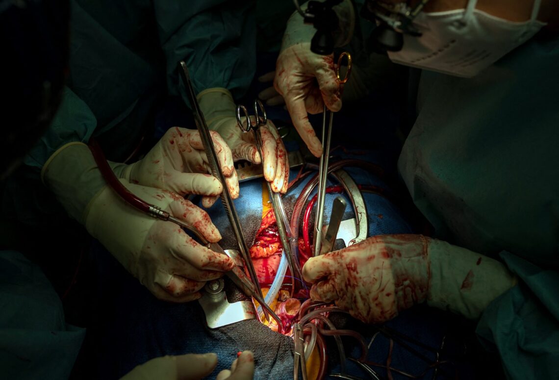 Researchers Are Hopeful For Success Of Pig Heart Transplants In Humans Following Latest Experiment