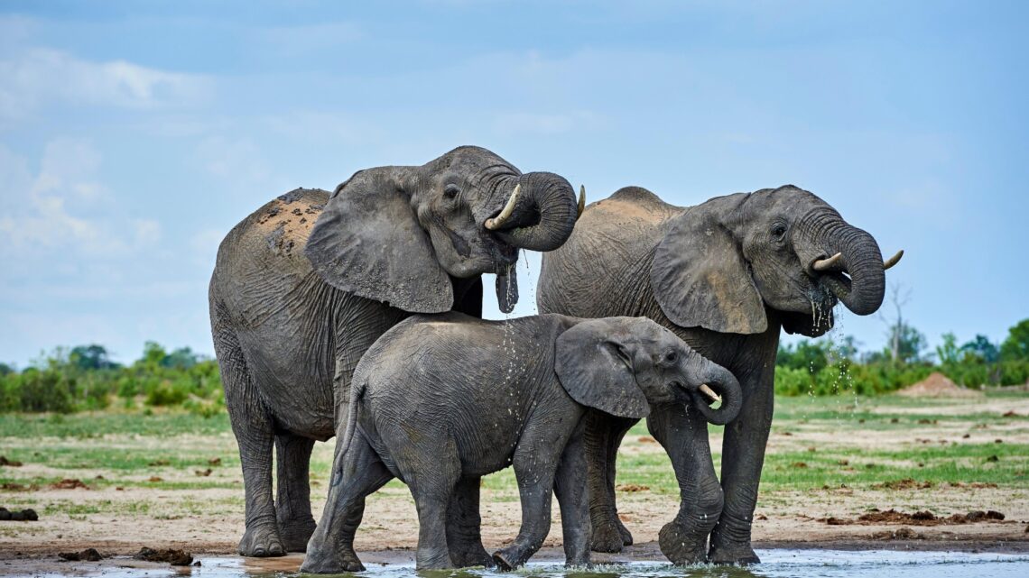 Elephants may hold the key to curing cancer, researchers claim