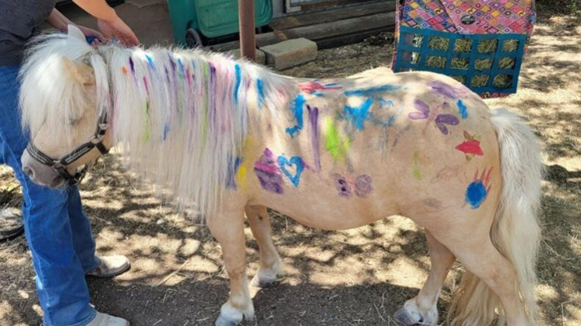 Teen Mom Farrah Abraham accused of animal abuse by fans after allowing children to rent out & PAINT on her horse