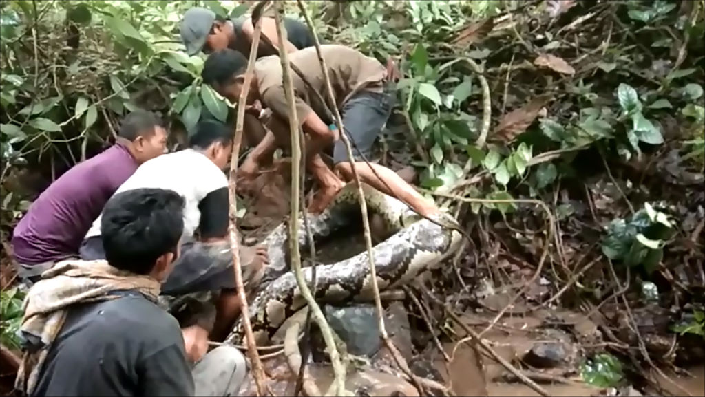 Missing Indonesian Grandmother’s Body Found Inside Monstrous 22-Foot Python Missing Indonesian Grandmother’s Body Found Inside Monstrous 22-Foot Python