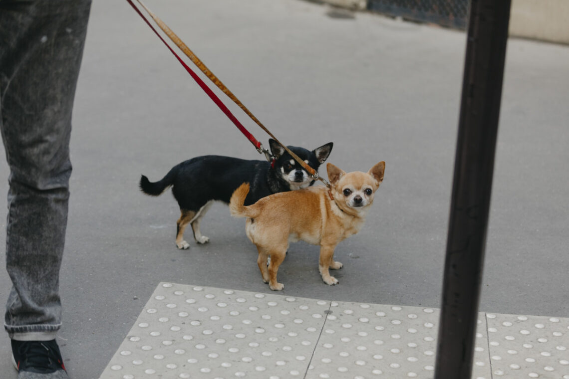 36 Gifts For the Person Who Won’t Shut Up About Their Pet