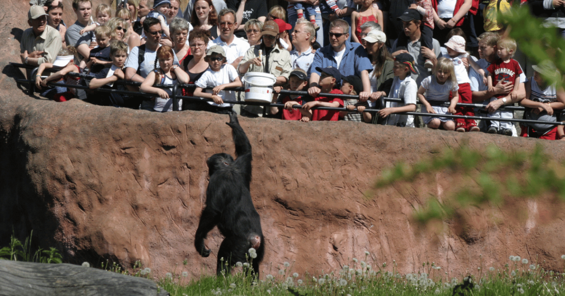 Chimpanzees Escape Habitat At Zoo In Sweden, 3 Fatally Shot As Surviving Apes Continue To Roam Free Under Lockdown